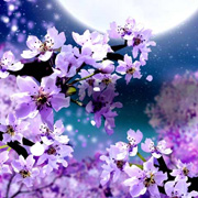 春の壁紙一覧1 桜や和柄の幻想的な和風壁紙なら和風 幻想壁紙